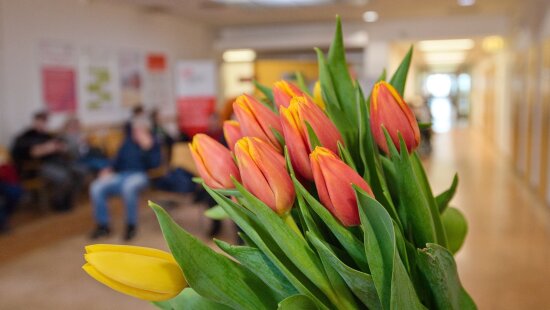 Žlutý kopec rozkvetl tulipány, jsou symbolem naděje a uzdravení